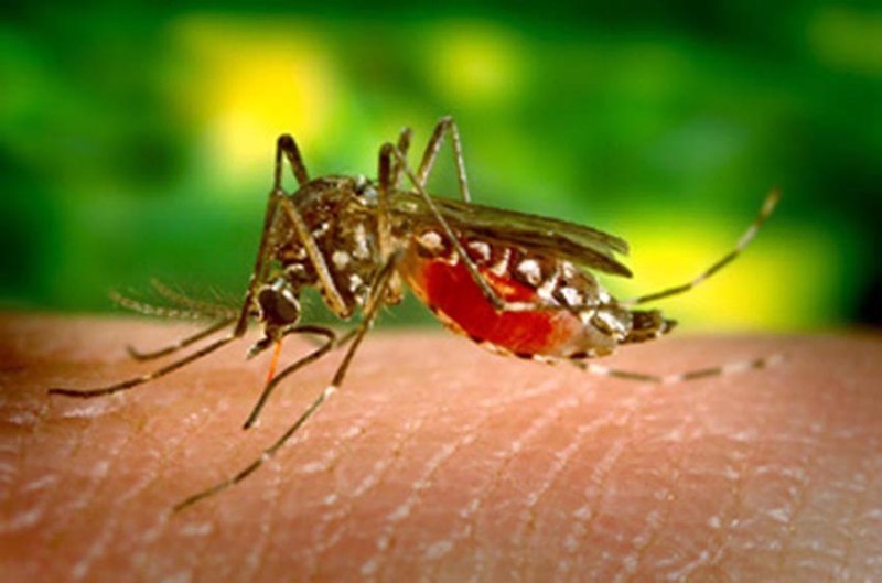 Aedes Aegypti - Febre alta, dor no corpo e coceira são sintomas da dengue