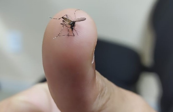 Aedes Aegypti - Conheça os sintomas da chikungunya