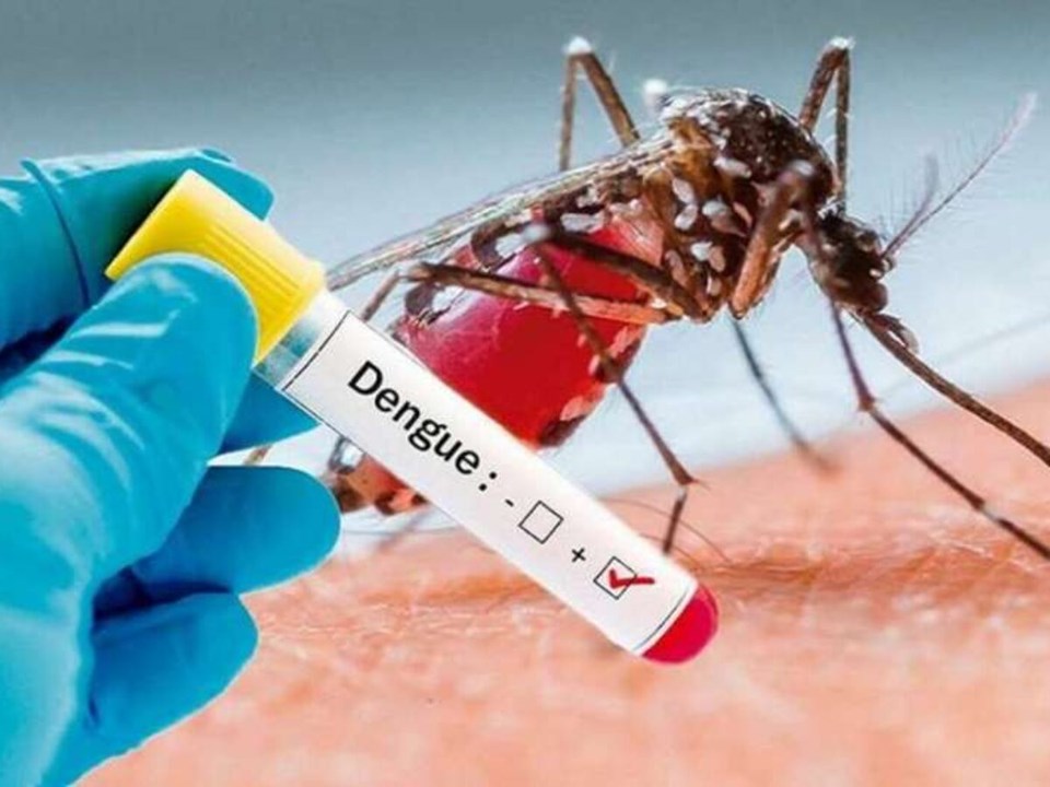 Aedes aegypti - Sesa divulga alerta epidemiológico contra a dengue aos  profissionais da saúde