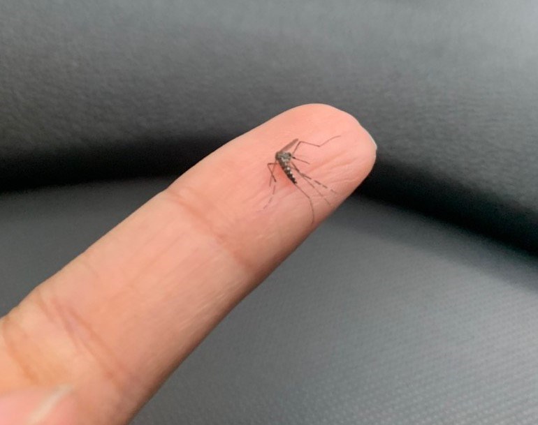 ALERTA EM ALAGOAS: Estado já registra mais de 4,5 mil casos de dengue e uma morte pela doença em 2025